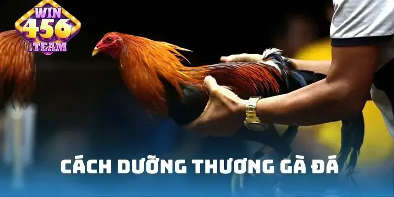 Cách dưỡng thương gà đá