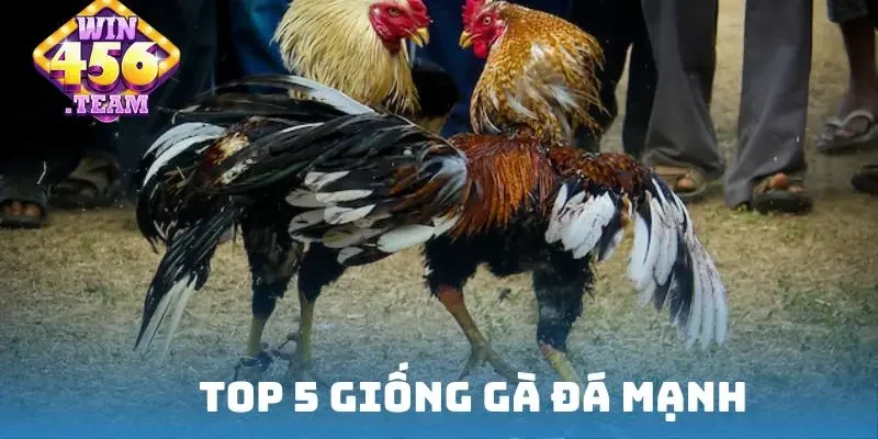 Top 5 giống gà đá mạnh